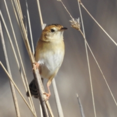 Cisticola exilis at Stromlo, ACT - 16 Jul 2023