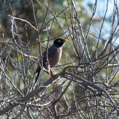 Acridotheres tristis (Common Myna) at Downer, ACT - 16 Jul 2023 by RobertD