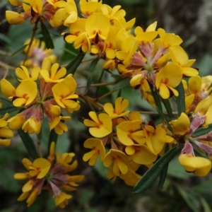 Pultenaea daphnoides at Wandandian, NSW - 21 Sep 2022