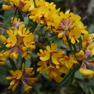 Pultenaea daphnoides (Large-leaf Bush-pea) at Jerrawangala National Park - 21 Sep 2022 by RobG1