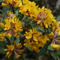 Pultenaea daphnoides (Large-leaf Bush-pea) at Jerrawangala National Park - 21 Sep 2022 by RobG1