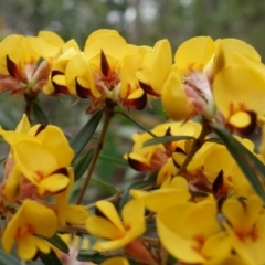 Pultenaea daphnoides at Wandandian, NSW - 21 Sep 2022