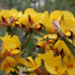 Pultenaea daphnoides at Wandandian, NSW - 21 Sep 2022