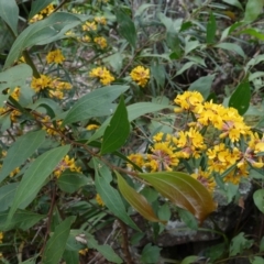 Pultenaea daphnoides at Wandandian, NSW - 21 Sep 2022