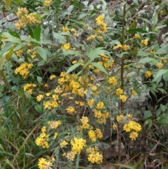 Pultenaea daphnoides at Wandandian, NSW - suppressed