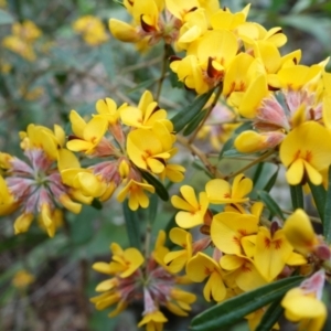 Pultenaea daphnoides at Wandandian, NSW - 21 Sep 2022