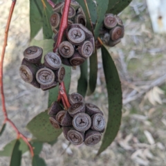 Eucalyptus pauciflora subsp. pauciflora (White Sally, Snow Gum) at Tuggeranong Homestead A.C.T. - 15 Jul 2023 by HelenCross