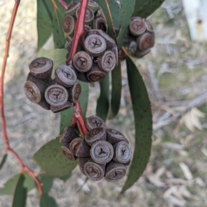 Eucalyptus pauciflora subsp. pauciflora at Tuggeranong Homestead A.C.T. - 15 Jul 2023