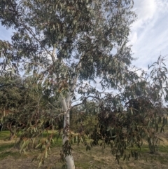 Eucalyptus pauciflora subsp. pauciflora at Richardson, ACT - 15 Jul 2023