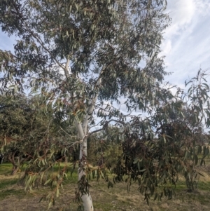 Eucalyptus pauciflora subsp. pauciflora at Tuggeranong Homestead A.C.T. - 15 Jul 2023