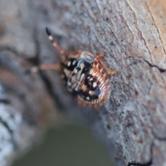 Pentatomoidea (superfamily) at Deakin, ACT - 16 Jul 2023 01:32 PM