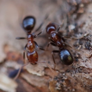 Papyrius sp. (genus) at Red Hill, ACT - 16 Jul 2023