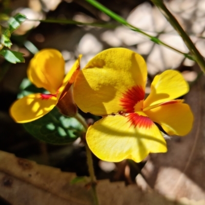 Platylobium formosum (Handsome Flat Pea) at Jervis Bay National Park - 20 Sep 2022 by RobG1