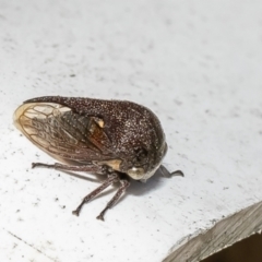 Terentius convexus (Hornless treehopper) at Macgregor, ACT - 16 Jul 2023 by Roger