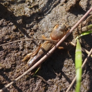 Gryllotalpa sp. (genus) at Vincentia, NSW - suppressed