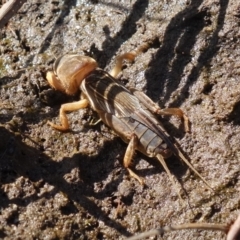 Gryllotalpa sp. (genus) at Vincentia, NSW - suppressed