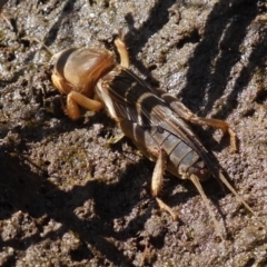 Gryllotalpa sp. (genus) at Vincentia, NSW - suppressed