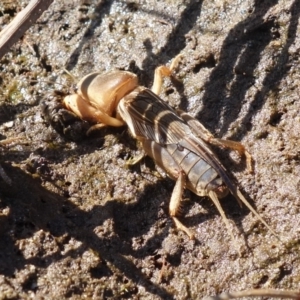 Gryllotalpa sp. (genus) at Vincentia, NSW - suppressed