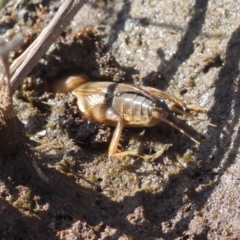 Gryllotalpa sp. (genus) at Vincentia, NSW - suppressed