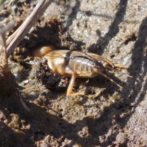 Gryllotalpa sp. (genus) at Vincentia, NSW - suppressed