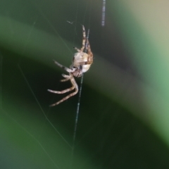 Unidentified Spider (Araneae) at Wodonga, VIC - 16 Jul 2023 by KylieWaldon