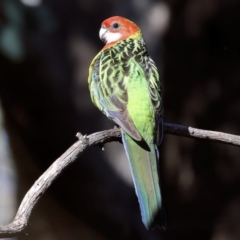 Platycercus eximius (Eastern Rosella) at Jack Perry Reserve - 16 Jul 2023 by KylieWaldon