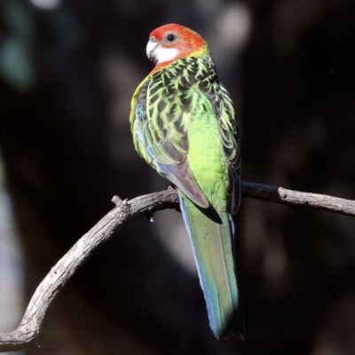 Platycercus eximius (Eastern Rosella) at Wodonga, VIC - 16 Jul 2023 by KylieWaldon