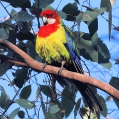 Platycercus eximius at Wodonga, VIC - 16 Jul 2023 11:32 AM