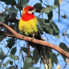Platycercus eximius at Wodonga, VIC - 16 Jul 2023 11:32 AM