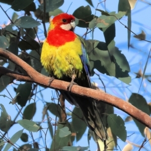 Platycercus eximius at Wodonga, VIC - 16 Jul 2023