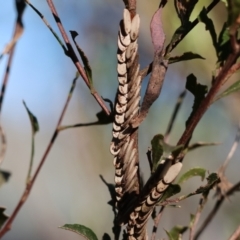 Unidentified Katydid (Tettigoniidae) at Jack Perry Reserve - 16 Jul 2023 by KylieWaldon
