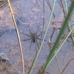 Dolomedes sp. (genus) at Braidwood, NSW - 16 Jul 2023 03:39 PM