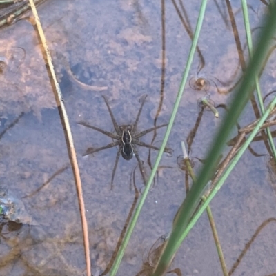 Dolomedes sp. (genus) (Fishing spider) at QPRC LGA - 16 Jul 2023 by stellabellaxx