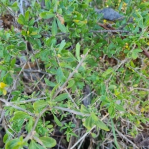 Lycium ferocissimum at Jerrabomberra, ACT - 16 Jul 2023