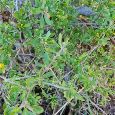 Lycium ferocissimum (African Boxthorn) at Callum Brae - 16 Jul 2023 by Mike