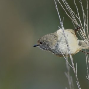 Acanthiza pusilla at Stromlo, ACT - 14 Jul 2023