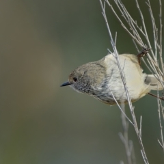 Acanthiza pusilla (Brown Thornbill) at Stromlo, ACT - 14 Jul 2023 by Kenp12