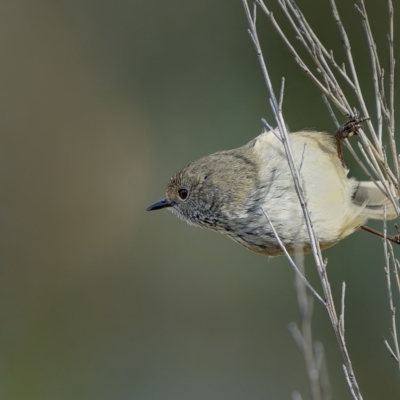 Acanthiza pusilla (Brown Thornbill) at Stromlo, ACT - 14 Jul 2023 by Kenp12