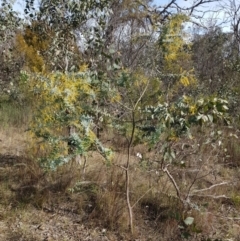 Acacia baileyana (Cootamundra Wattle, Golden Mimosa) at Mount Majura - 15 Jul 2023 by HappyWanderer