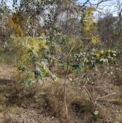 Acacia baileyana (Cootamundra Wattle, Golden Mimosa) at Watson, ACT - 15 Jul 2023 by HappyWanderer