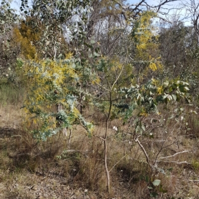Acacia baileyana (Cootamundra Wattle, Golden Mimosa) at Mount Majura - 15 Jul 2023 by HappyWanderer