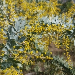 Acacia baileyana at Watson, ACT - 15 Jul 2023