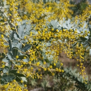 Acacia baileyana at Watson, ACT - 15 Jul 2023