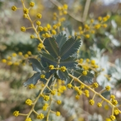 Acacia baileyana at Watson, ACT - 15 Jul 2023