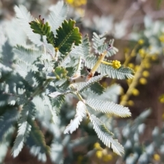 Acacia baileyana at Watson, ACT - 15 Jul 2023