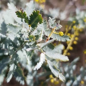 Acacia baileyana at Watson, ACT - 15 Jul 2023