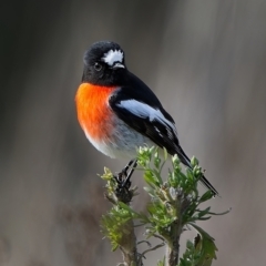Petroica boodang (Scarlet Robin) at Piney Ridge - 14 Jul 2023 by Kenp12