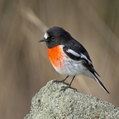 Petroica boodang at Stromlo, ACT - 14 Jul 2023