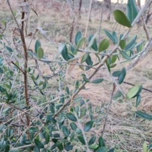 Olea europaea subsp. cuspidata at Jerrabomberra, ACT - 16 Jul 2023