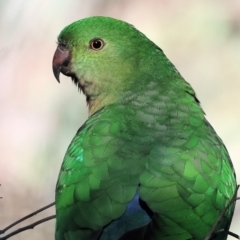 Alisterus scapularis (Australian King-Parrot) at Wodonga, VIC - 16 Jul 2023 by KylieWaldon